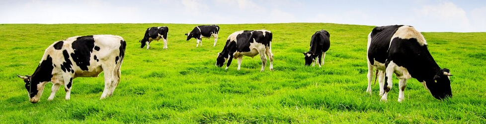 Cows eating lush grass on the green field in front of fuji mountain, japan.